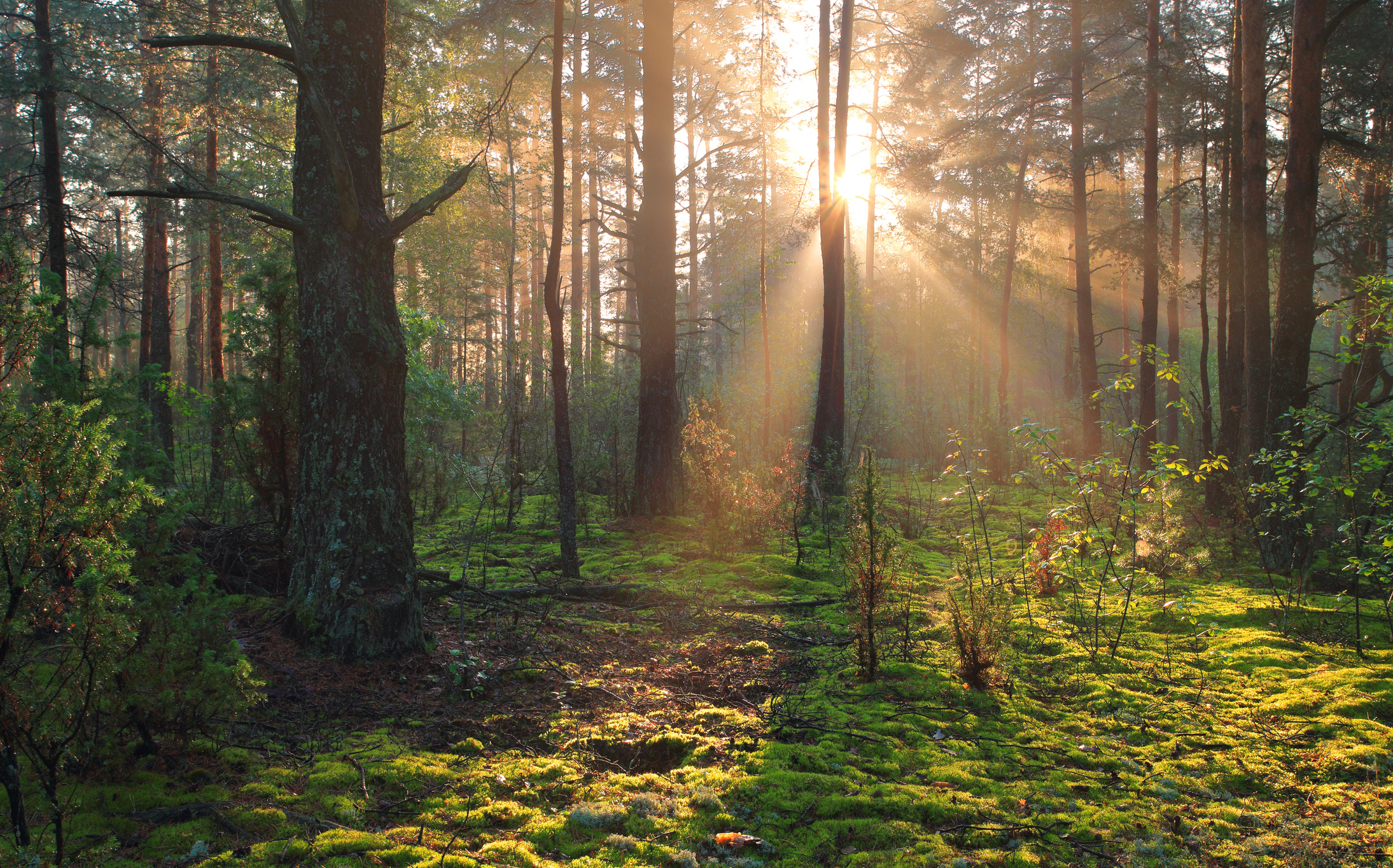 Sunny forest nature